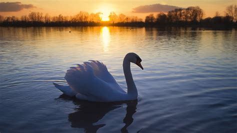 Swan Lake Wallpapers - Wallpaper Cave