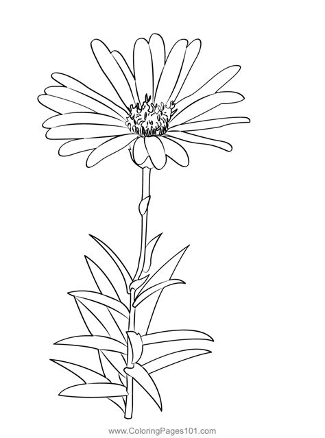 Aster Flower Coloring Page for Kids - Free Asters Printable Coloring Pages Online for Kids ...