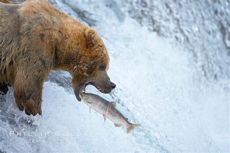 Alaskan brown bear catching a jumping salmon, Brooks Falls, Ursus arctos photo, Brooks River ...