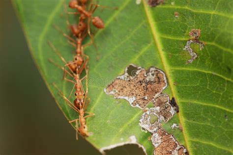 Ants building the nest. stock photo. Image of horizontal - 87495522