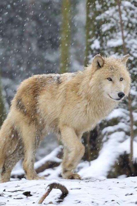 Mackenzie Valley wolf | Wolf photos, Beautiful wolves, Wolf pictures