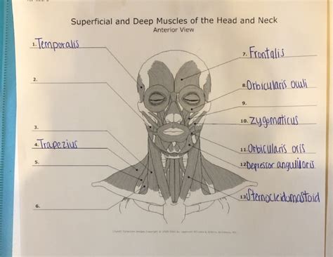 Superficial Muscle Of Neck - Human Anatomy