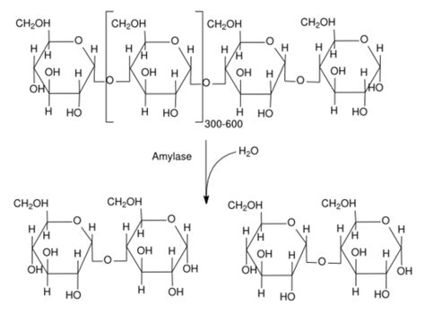 Salivary amylase breaks down starch into