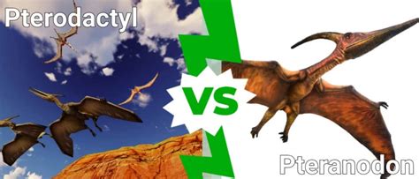 Pterodactyl vs Pteranodon: What’s the Difference? - IMP WORLD