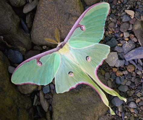 Luna moth symbolism and meaning discover the rare beauty – Artofit