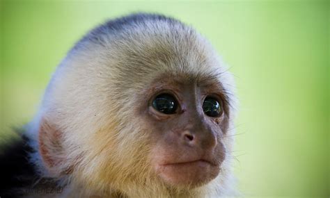 White-faced Capuchin Monkey Baby | Flickr - Photo Sharing!