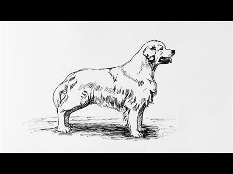 How to draw a dog called a golden retriever [Research]