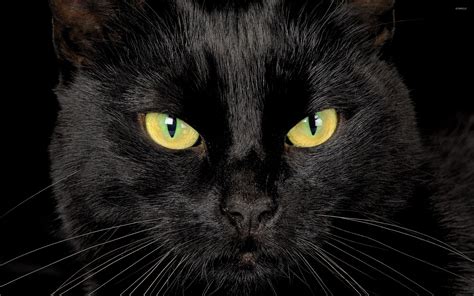 Black cat with yellow eyes wallpaper - Animal wallpapers - #47299