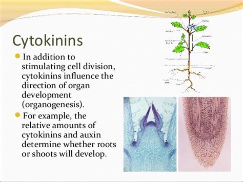 Plant hormones and plant reproduction