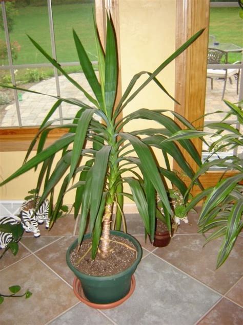 Yucca Plant Care - Houseplant Care Tips