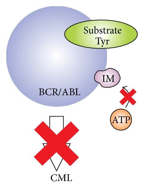 Schematic mechanism of IM action. (a) The constitutively active BCR/ABL ...