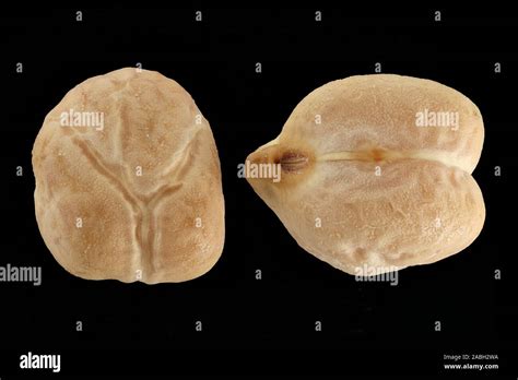 Cicer arietinum chickpea kichererbse seed hi-res stock photography and images - Alamy