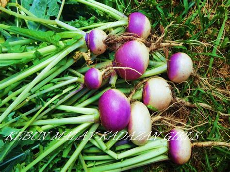 Kebun Bahagia Bersama: Organic Purple Top Turnip