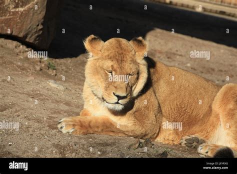 lioness in closeup Stock Photo - Alamy