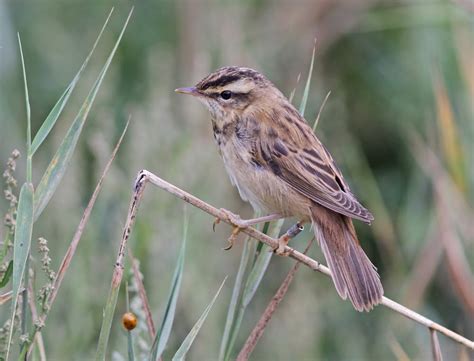 Birding the edge: Aquatic Warbler ringing