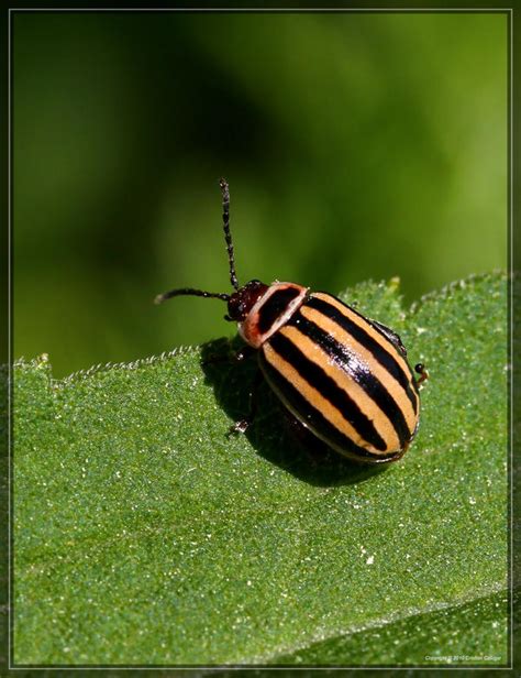 Leaf Beetle 40D0039665 by Cristian-M on DeviantArt