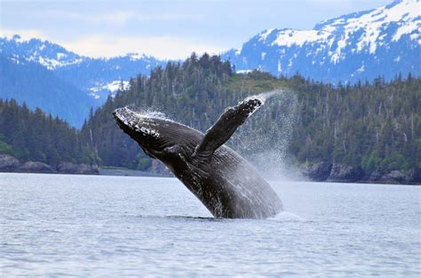 Alaska Wildlife Viewing | Travel Alaska