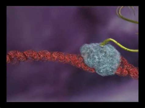 DNA transcription. Animation by Interact Medical - YouTube