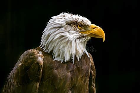 Extreme Close Up of Head of the American Bald Eagle Stock Photo - Image ...