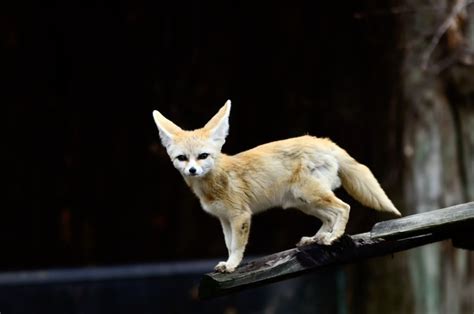 How Fast Can A Fennec Fox Run?