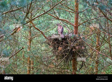 northern goshawk (Accipiter gentilis), female on its nest in a pine with chicks, Germany, North ...