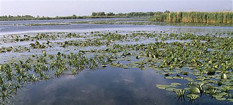 Danube Delta: A natural gateway to Europe | WWF