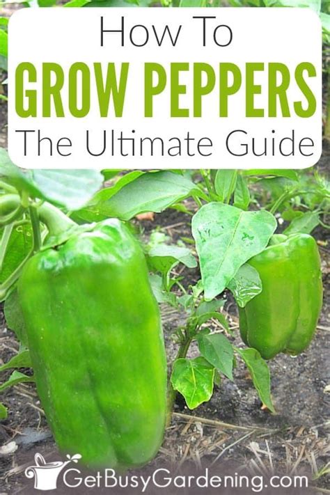 How To Grow Peppers: The Ultimate Guide | Pepper plant care, Growing ...