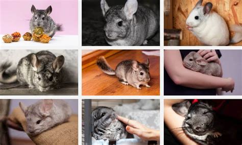 Chinchilla Colors | Traits and FAQs | Your Pet Planet