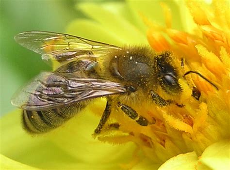 Honeybee during pollination