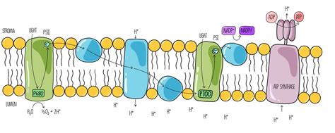 Light Dependent Reactions Flow Chart