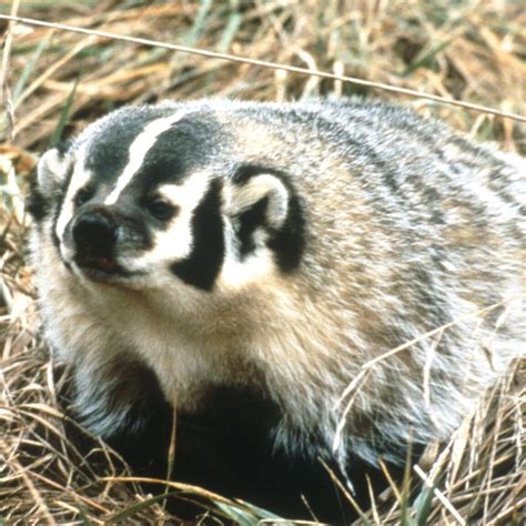 17 Best images about American Badger (Taxidea taxus) on Pinterest | Toms, Spirit animal and ...