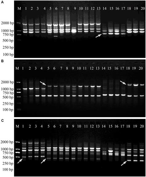 Frontiers | Development of Species-Specific SCAR Markers, Based on a SCoT Analysis, to ...