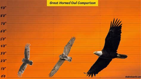 Great Horned Owl Size: How Big Are They Compared To Others?