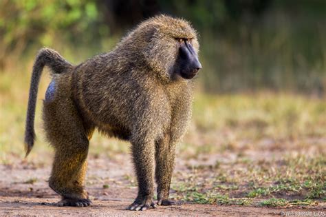 Olive Baboon | Will Burrard-Lucas