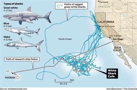 Great White Shark Migration Map