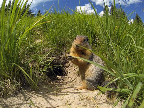 Top 60 Groundhog Burrow Stock Photos, Pictures, and Images - iStock