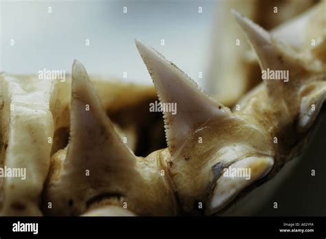 Teeth of a Great White Shark Carcharodon carcharias being dissected at the Natal Sharks Board ...