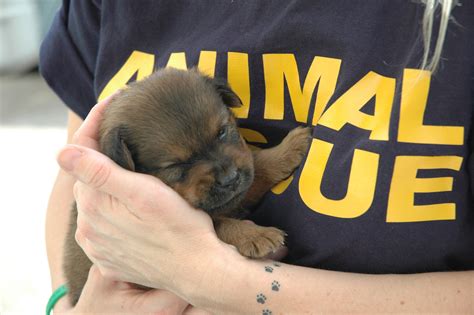 The Importance of Animal shelters and Rescues in the U.S – Mountain View Mirror