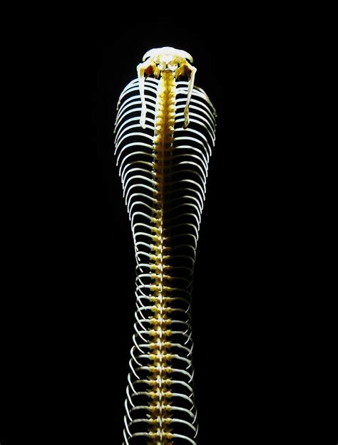 King Cobra Skeleton 2 by 814CK5T4R on DeviantArt