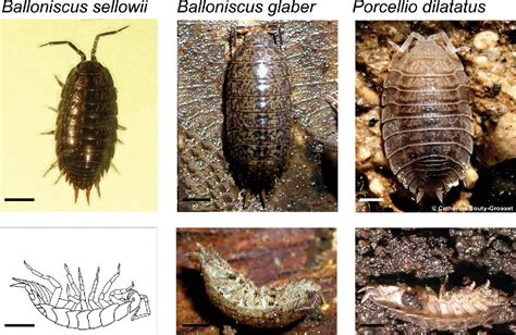 Wolbachia endosymbiont of Balloniscus sellowii | Semantic Scholar