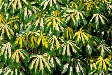 Rufino Osorio: Manihot esculenta 'Variegata' – Variegated Cassava