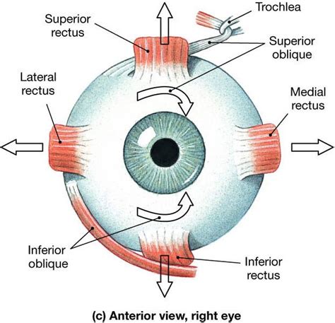 Rectus & oblique muscles of eye : superior rec. (medial & upward ...