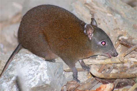 Musky Rat-Kangaroo (Hypsiprymnodon moschatus) - ZooChat