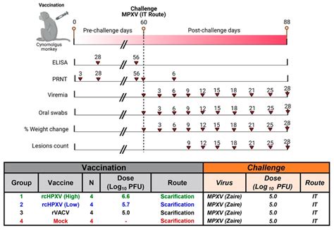 Schematic design of the NHP study. Four cynomolgus macaques per group ...