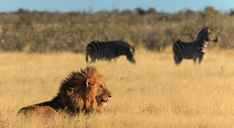 The Lion and the Zebra