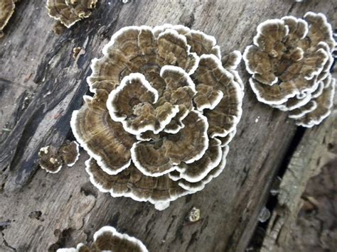 Turkey Tail Mushroom | Mushroom seen on foraging tour. | Sarah Nicole Phillips | Flickr