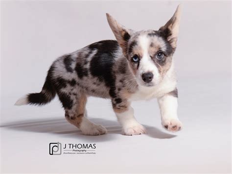 Cardigan Welsh Corgi Bleu Merle (Brindle) Poster | ubicaciondepersonas.cdmx.gob.mx