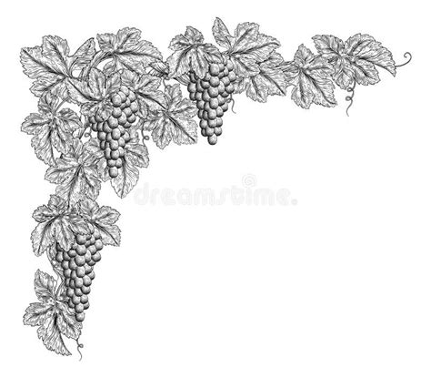 Grape vine border design stock vector. Illustration of berry - 34536365