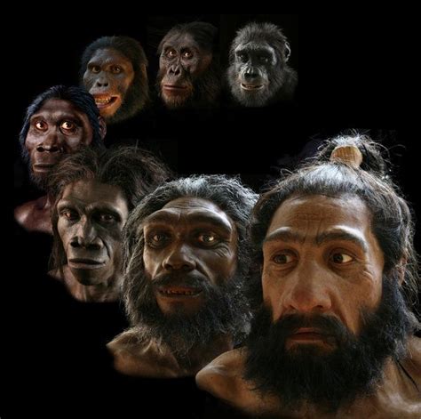 Reconstructions of our hominid ancestors and early humans created by John Gurche that now reside ...