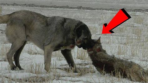 Kangal dog vs wolf || Alabai dog attack on wolves #youtube - YouTube